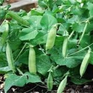 豌豆的种植注意事项,第2图