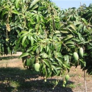 芒果结果树的施肥管理,第3图