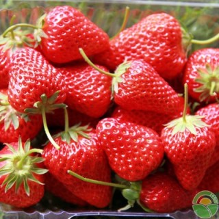 草莓种植如何才能提高糖分含量？这好多个层面要留意管理,第1图