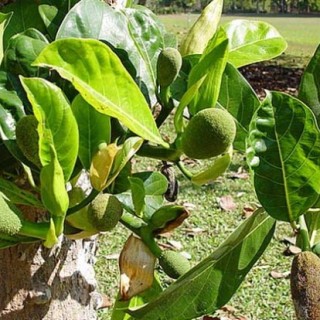 菠萝蜜的种植技术(2),第2图
