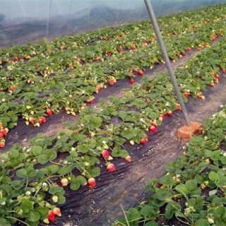 草莓花期管理技术要点,第3图