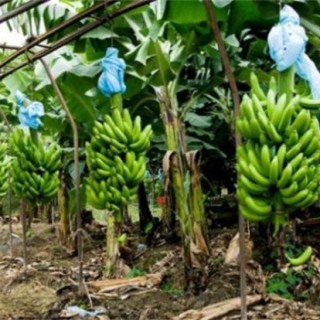 香蕉高产种植技术,第5图