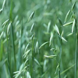 燕麦的种植时间,第3图