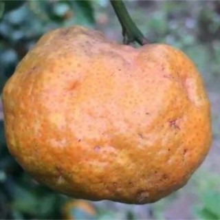 柑橘浮皮原因及防治措施,第4图