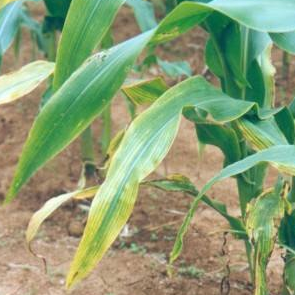 农作物玉米缺肥症状及矫正技术,第1图