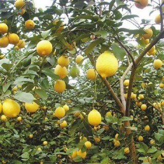 柠檬的常见病虫害及防治,第2图