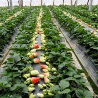 草莓的种植技术,第2图