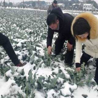 冬天种植蔬菜如何采取防寒防冻措施,第3图