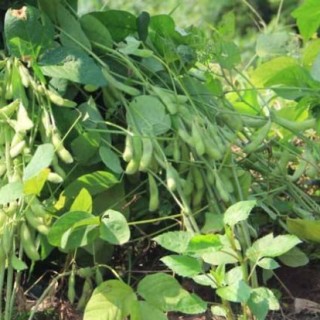 黑豆种植技术,第1图