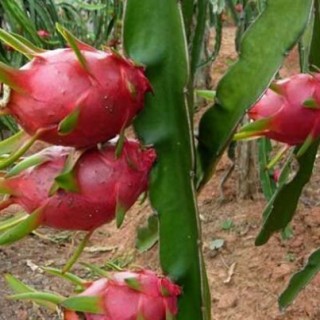 火龙果的种植技术,第4图