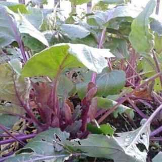 红菜苔种植时间和方法,第1图