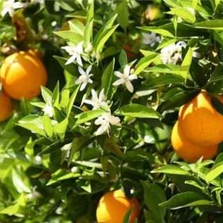 橙子的种植方法与时间,第4图