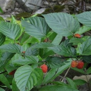 山莓的种植方法,第1图