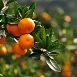 柑橘黄叶病防治技术,第1图