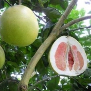 柚子种植的注意事项,第6图
