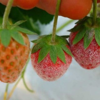 草莓白粉病怎么治？,第2图