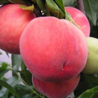 水蜜桃的种植技术,第1图