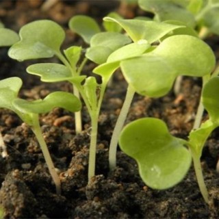 怎么栽培小白菜,第5图