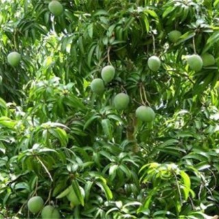 芒果结果树的施肥管理,第2图