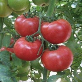 西红柿栽培技术,第5图