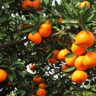 柑橘黄叶病防治技术,第2图