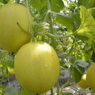 香瓜怎么种植,第2图