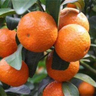 柑橘浮皮原因及防治措施,第2图
