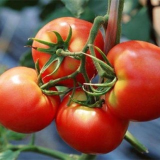 西红柿不定根的原因及防治,第5图