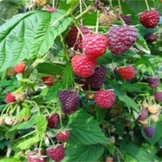 树莓种植技术,第5图