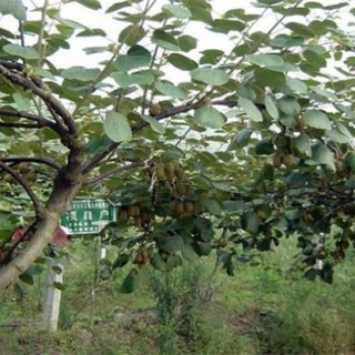 猕猴桃果树怎么分公母,第1图