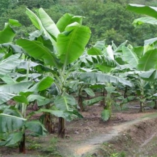 香蕉种植管理技术,第3图
