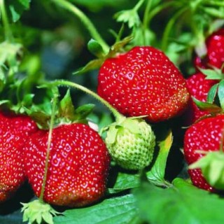 草莓什么时候种植？,第3图