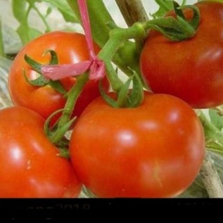 西红柿的种植管理技术(3),第3图