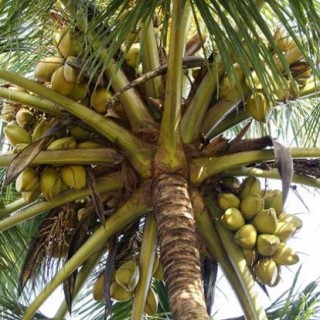 椰子树长什么样子？,第4图