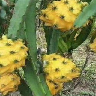 黄皮火龙果种植条件,第4图