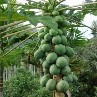 番木瓜的种植方法,第1图