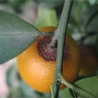 柑橘的常见病虫害防治方法,第2图