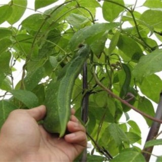 刀豆的高产种植技术,第2图