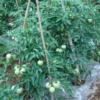 西红柿栽培技术,第1图