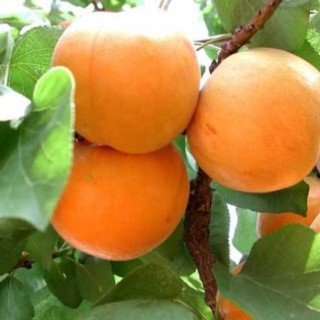 杏树裂果原因及防止措施,第4图