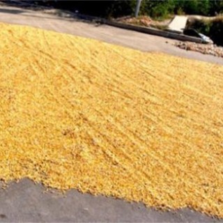 玉米播种前晒种技术,第1图