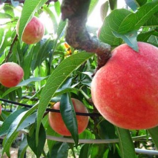 桃子的栽培技术,第2图