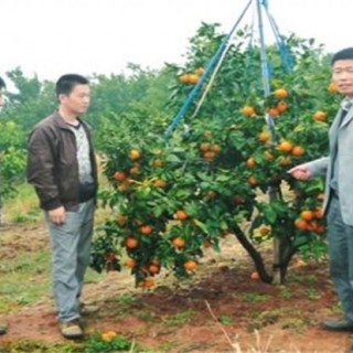 红美人柑橘种植技术,第3图