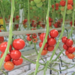 西红柿栽培技术,第2图