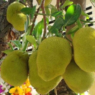菠萝蜜的种植技术(2),第5图
