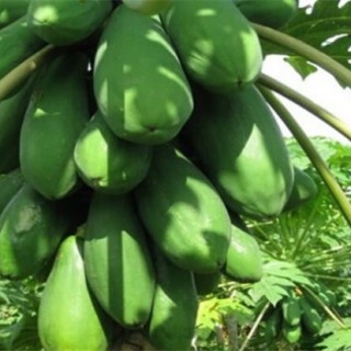 番木瓜的种植方法,第2图