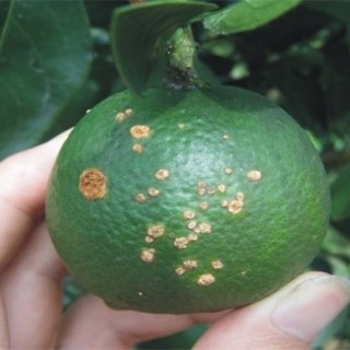 柑橘的常见病虫害防治方法,第1图