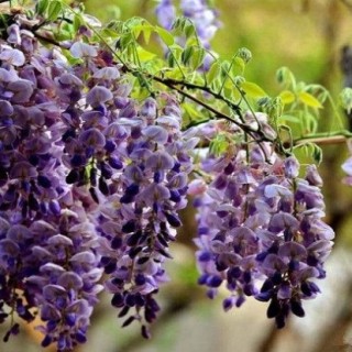 紫藤花的种植方法和移栽,第2图