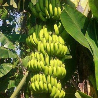 香蕉的管理方法,第5图