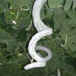 蛇瓜播种育苗技术,第4图